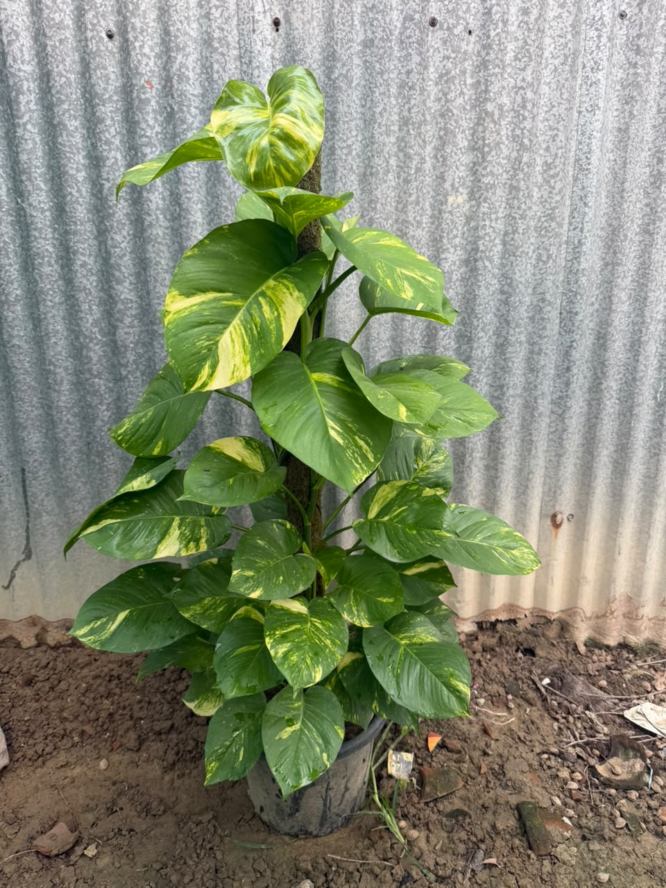 Money PLant 12 Inch — Sugandha Farms & Nursery